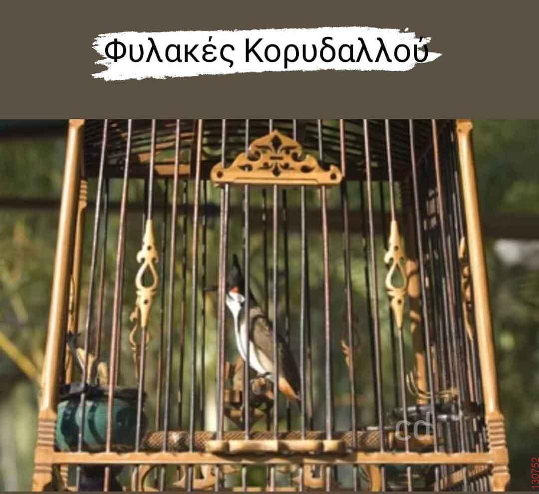 Αστεία εικόνα