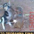 Αστεία εικόνα