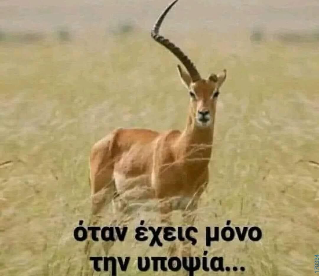100083112073582_436128335834232_Αστεία εικόνα-Βουνα