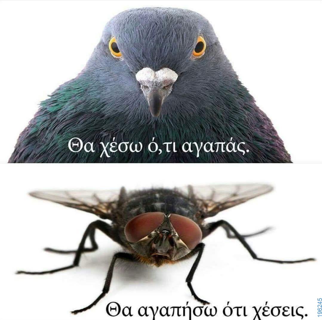 Αστεία εικόνα